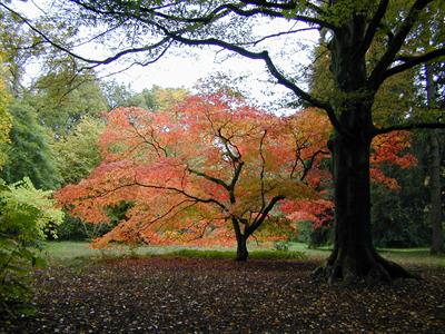 Acer palmatum